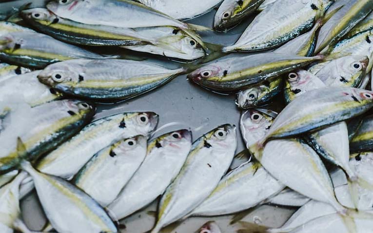 fish meal