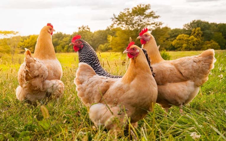 poultry